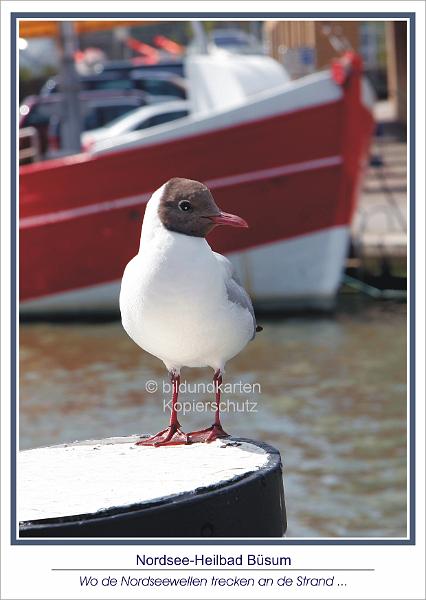 2225    Büsum Möwe vor  Kutter.jpg